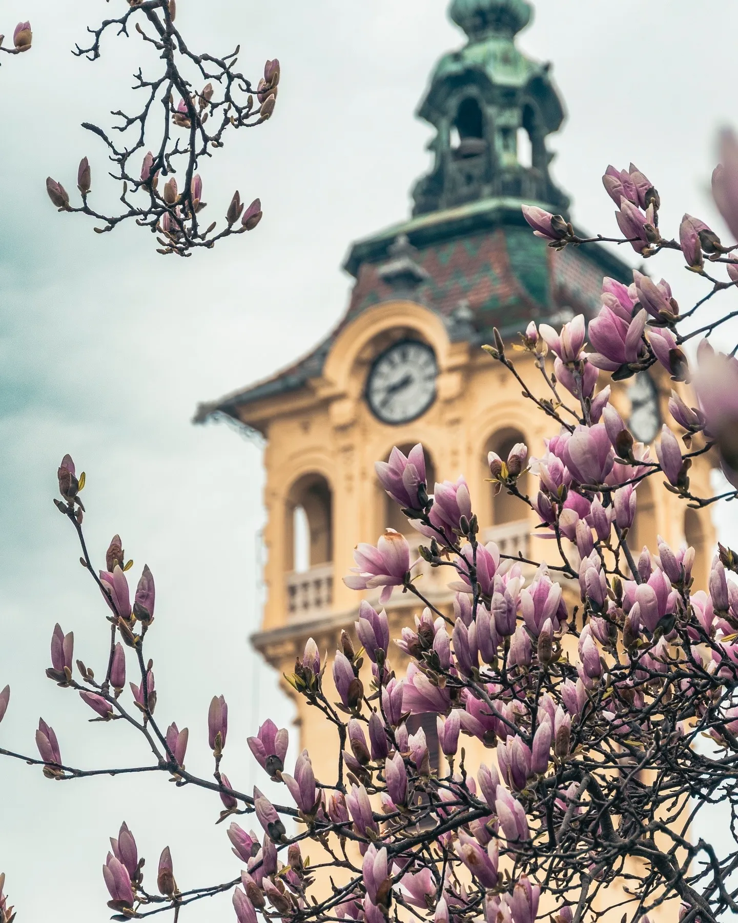 Magnóliafa a széchenyi téren